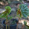Begonia coriacea
